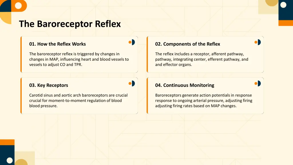 the baroreceptor reflex