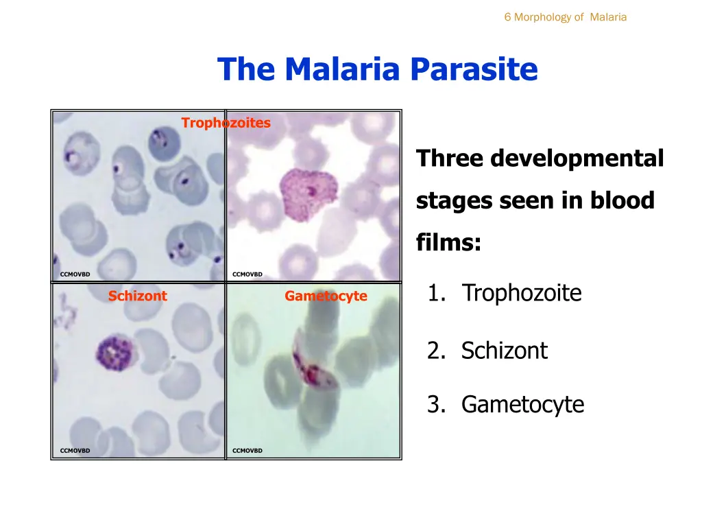 6 morphology of malaria