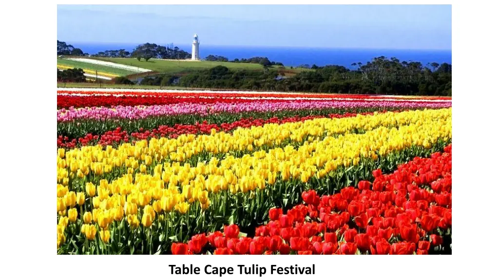 table cape tulip festival
