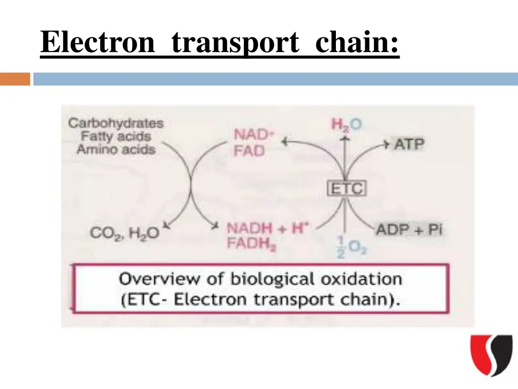 electron transport chain 2