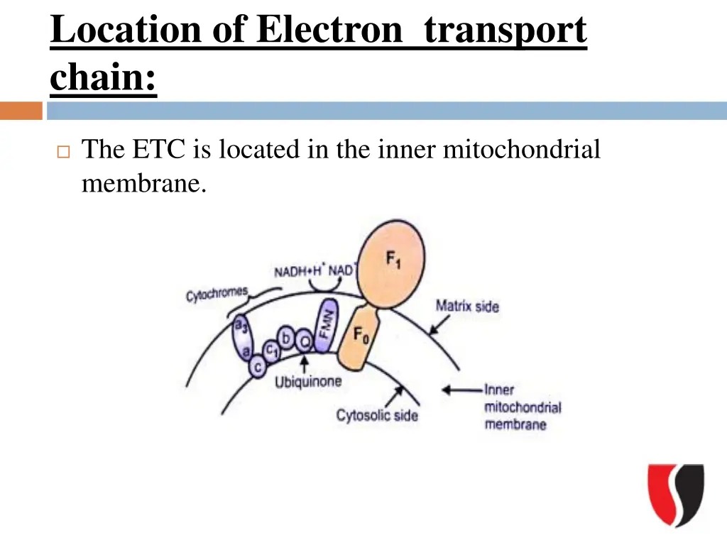location of electron transport chain