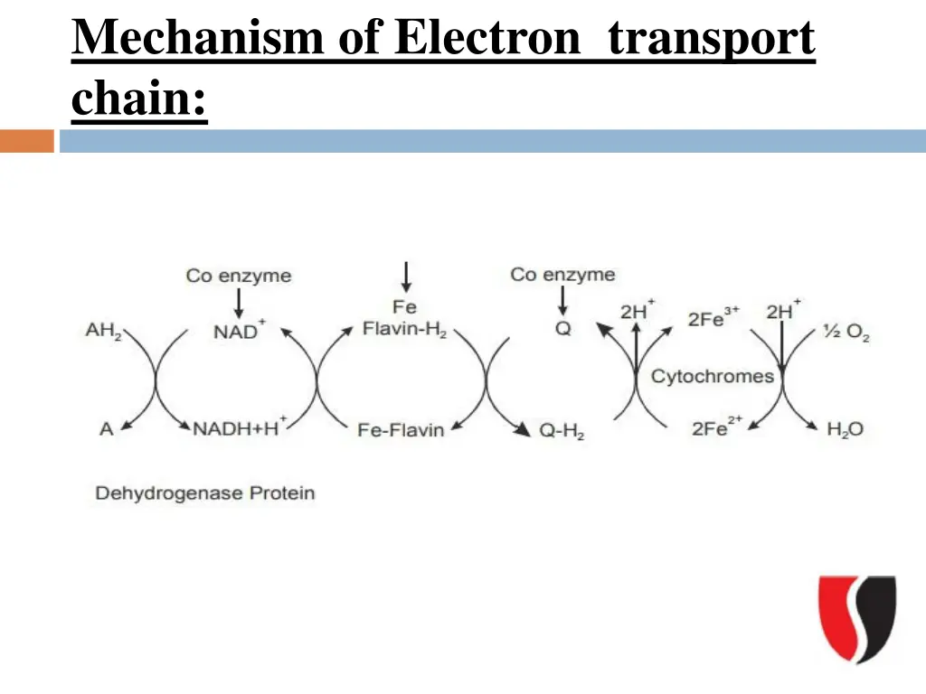 mechanism of electron transport chain 1