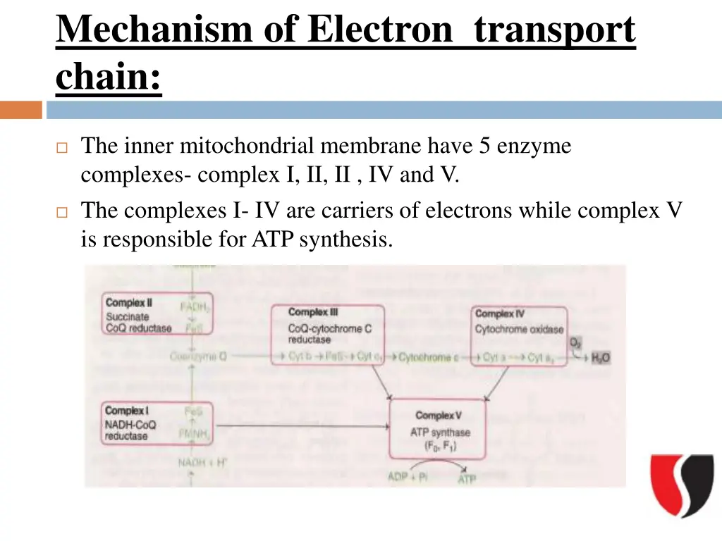 mechanism of electron transport chain