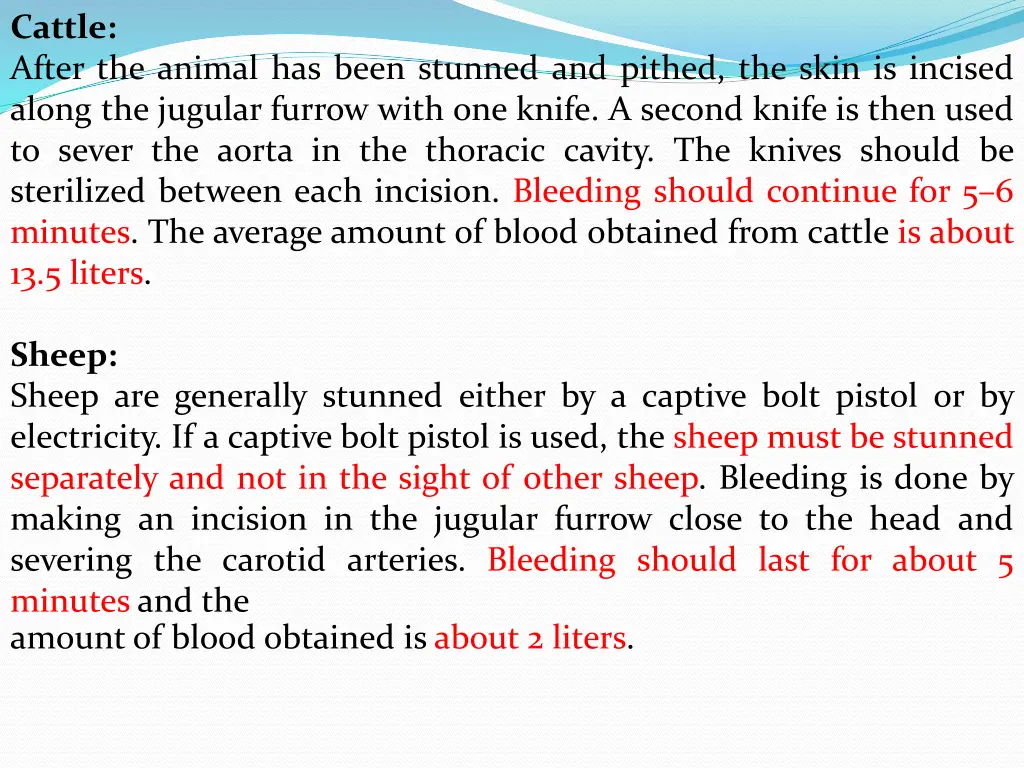 cattle after the animal has been stunned