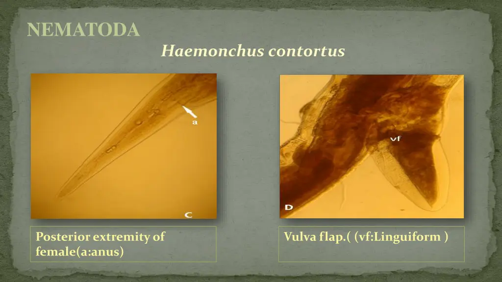 nematoda 16