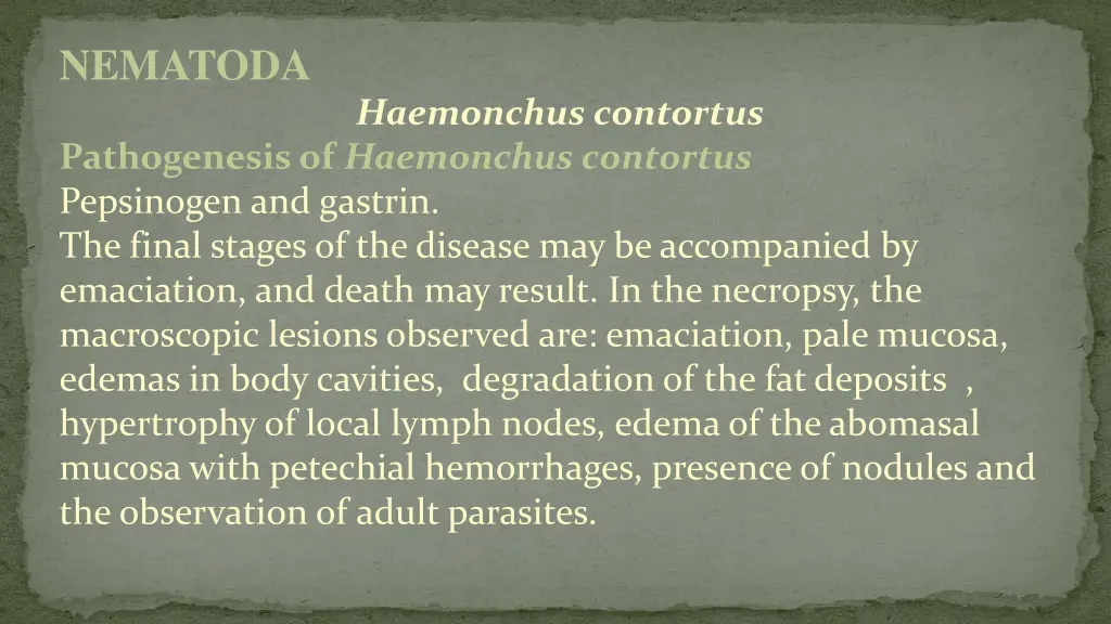nematoda 6