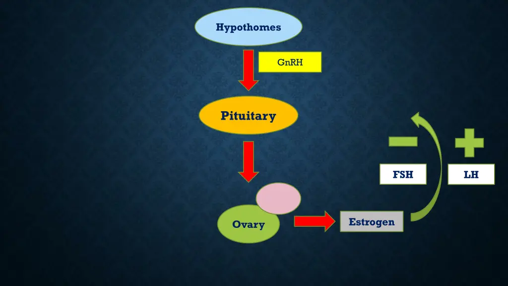 hypothomes 1
