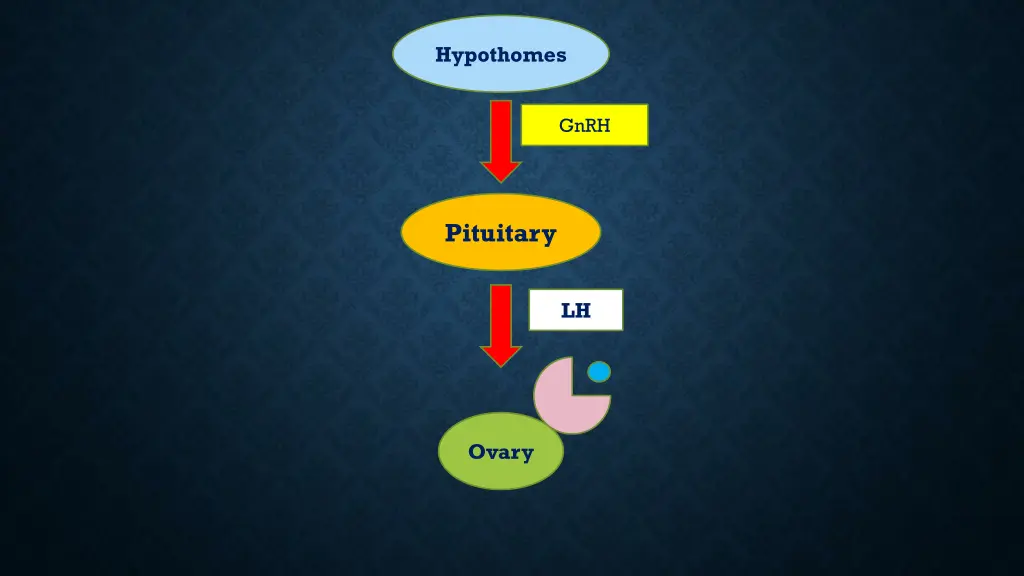 hypothomes 2