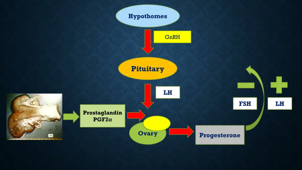hypothomes 3