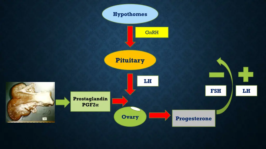 hypothomes 4