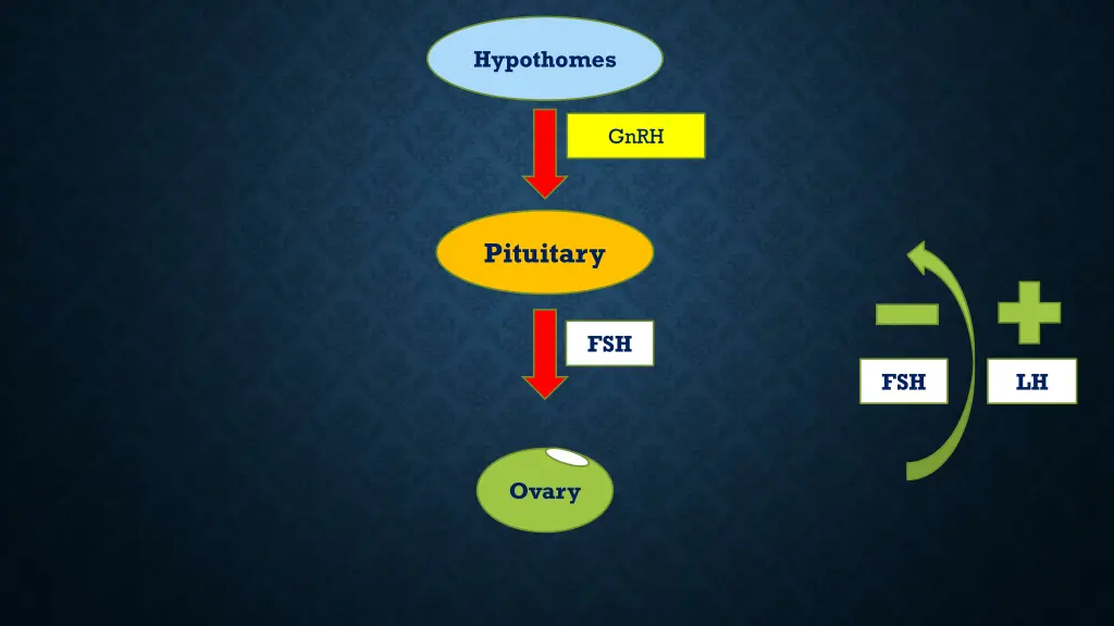 hypothomes 5