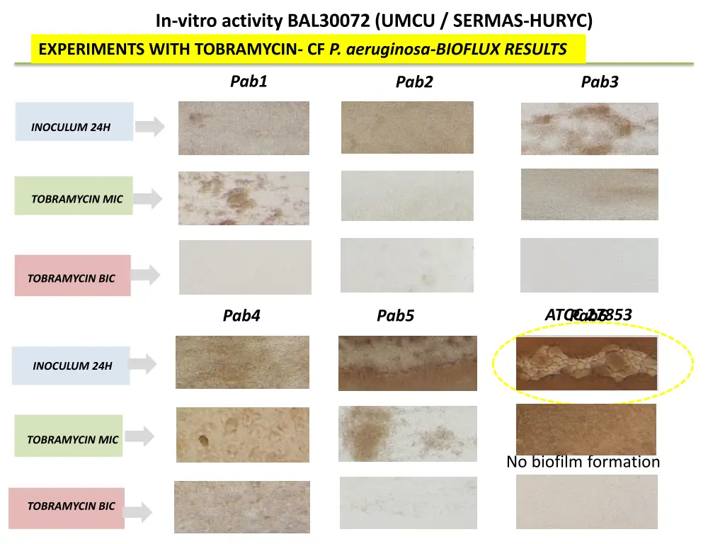 in vitro activity bal30072 umcu sermas huryc 3