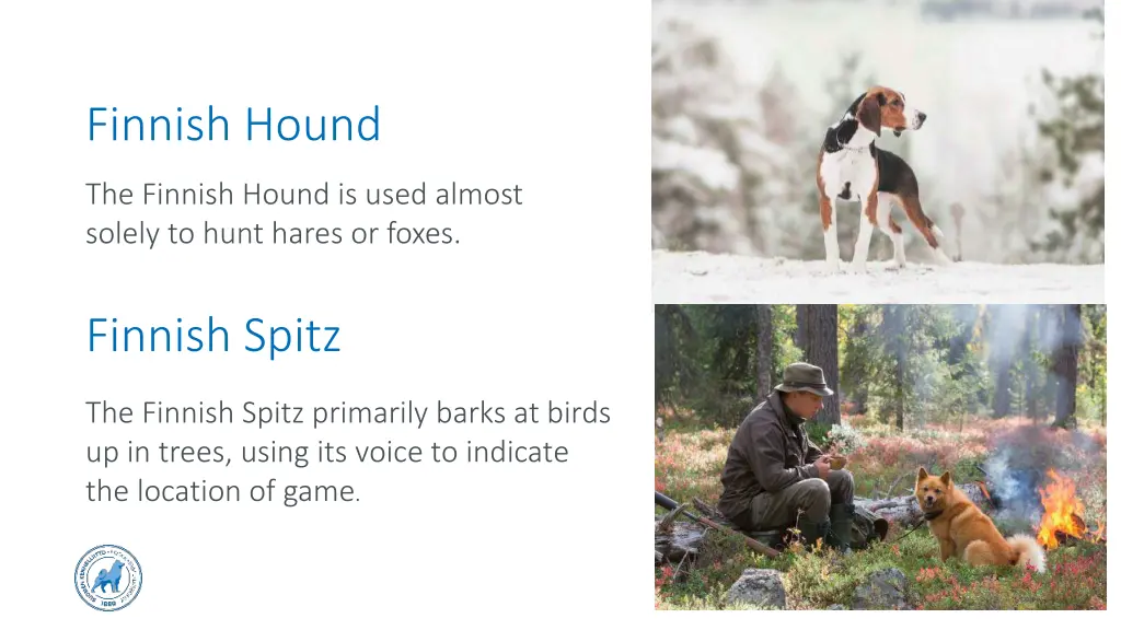 finnish hound