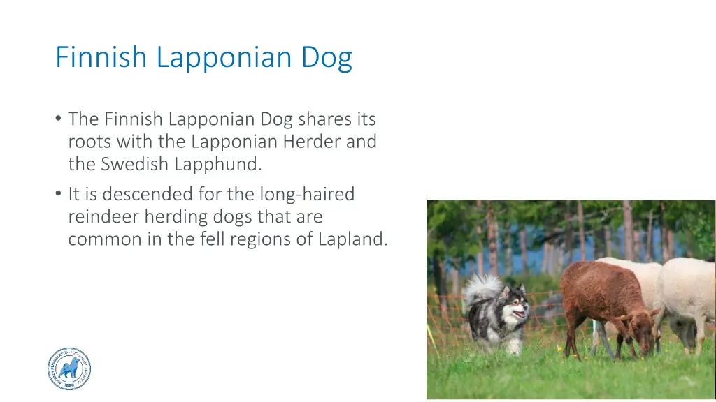 finnish lapponian dog