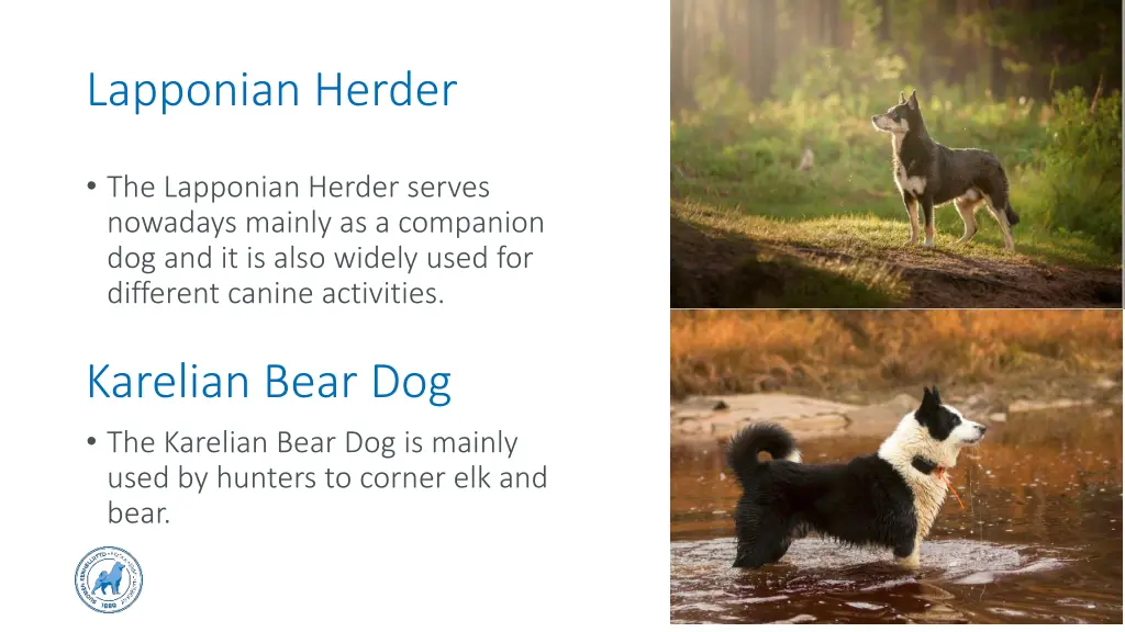 lapponian herder