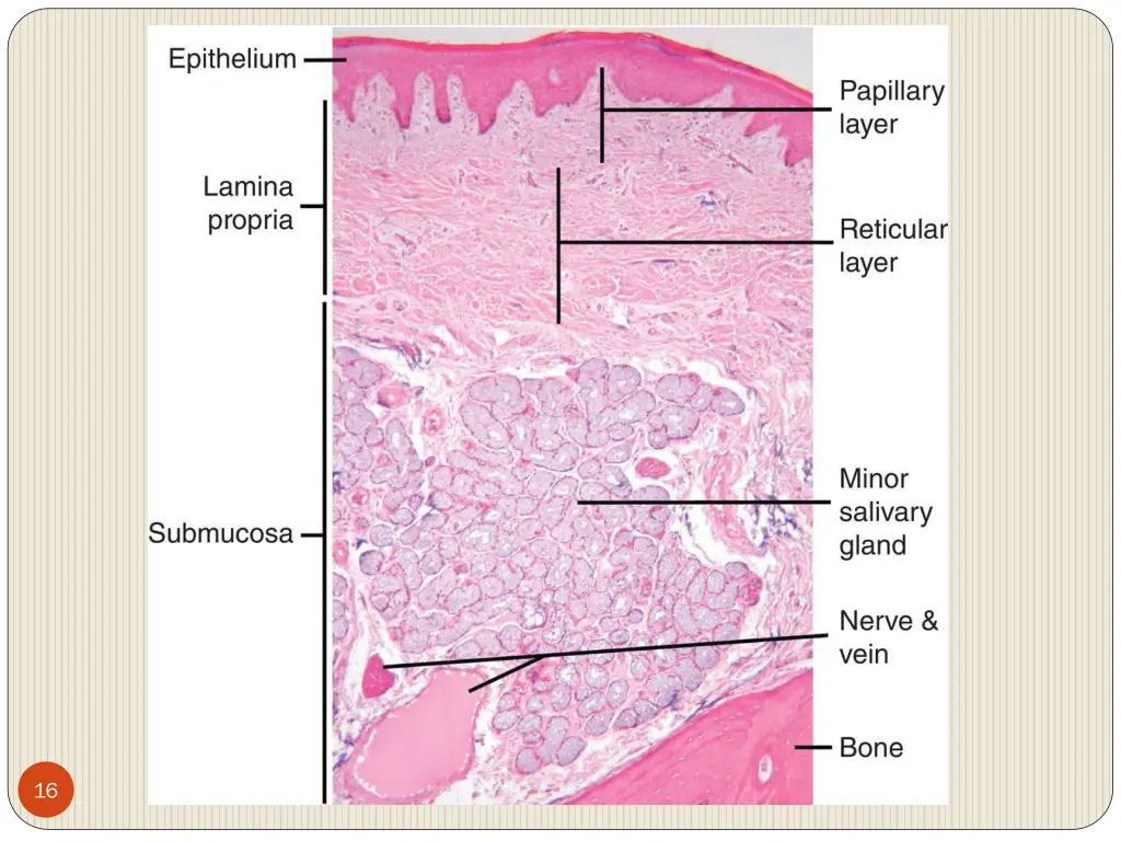 slide16