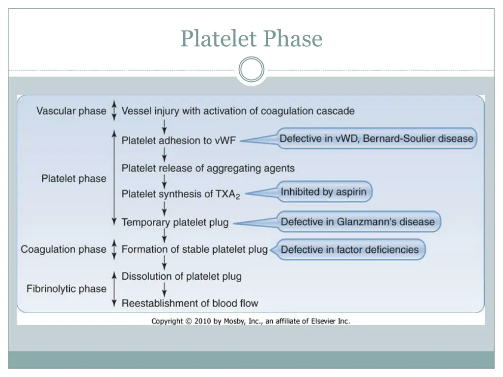 platelet phase