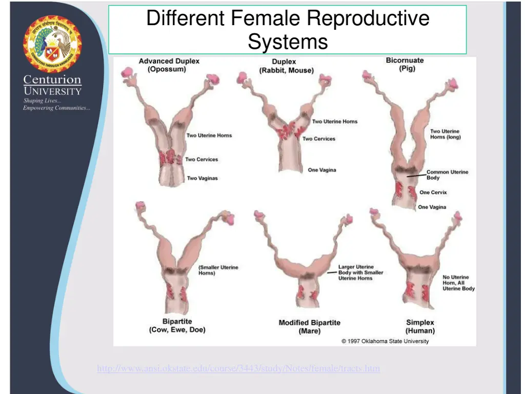 different female reproductive systems