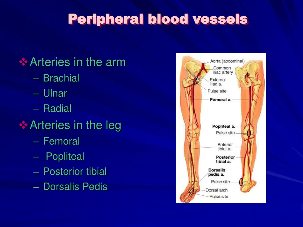 peripheral blood vessels peripheral blood vessels