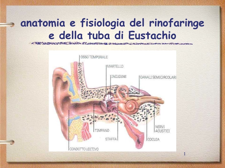 anatomia e fisiologia del rinofaringe e della