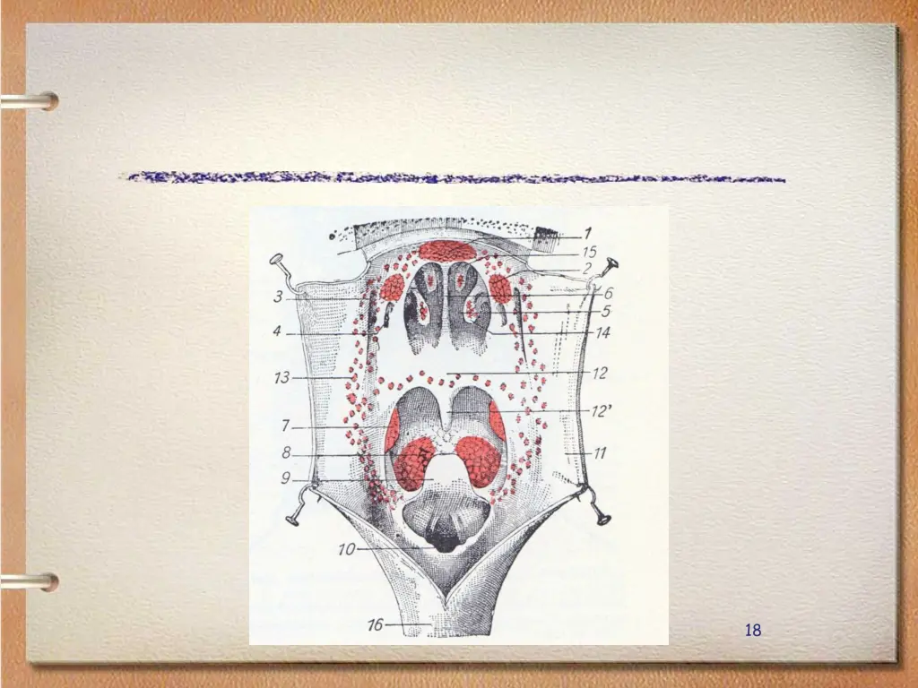 slide18