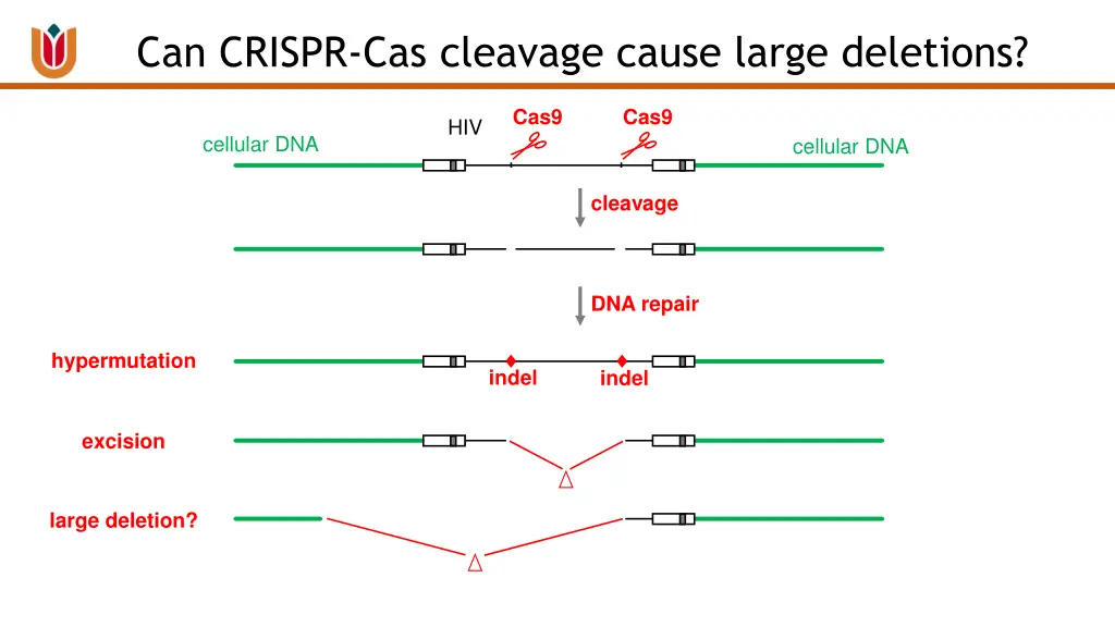 can crispr cas cleavage cause large deletions