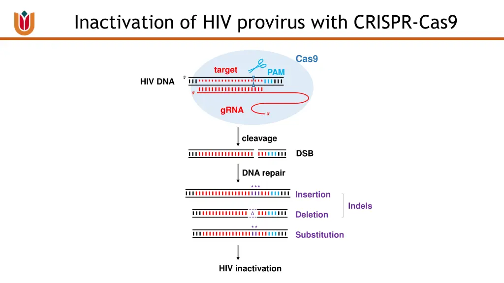 inactivation of hiv provirus with crispr cas9