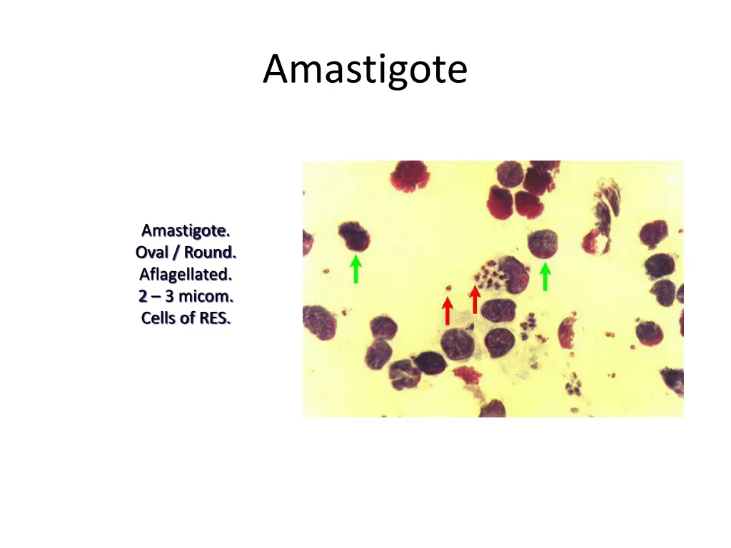 amastigote