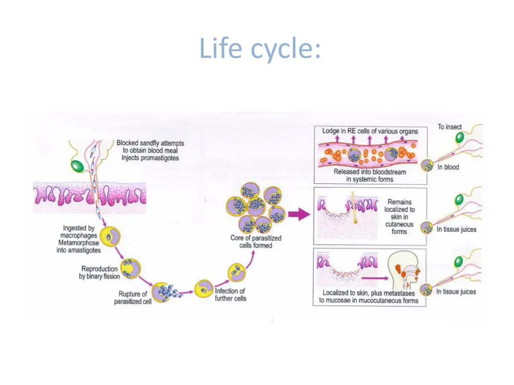 life cycle 1