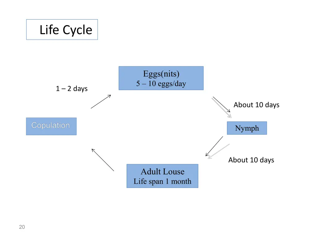 life cycle