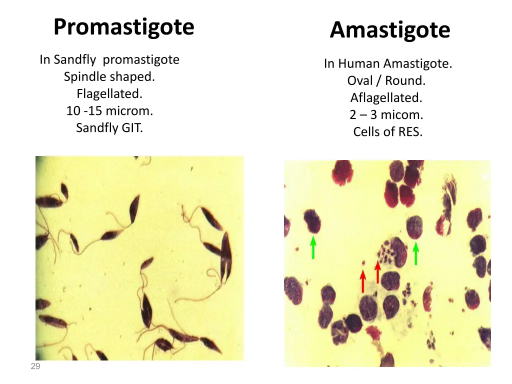 promastigote