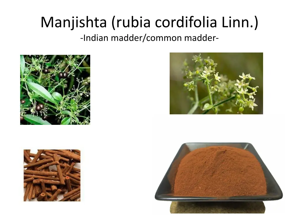 manjishta rubia cordifolia linn indian madder