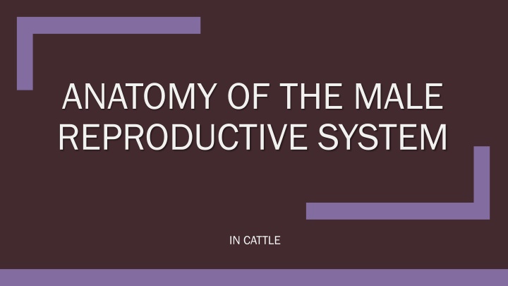 anatomy of the male reproductive system
