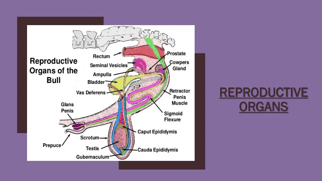 reproductive reproductive organs organs