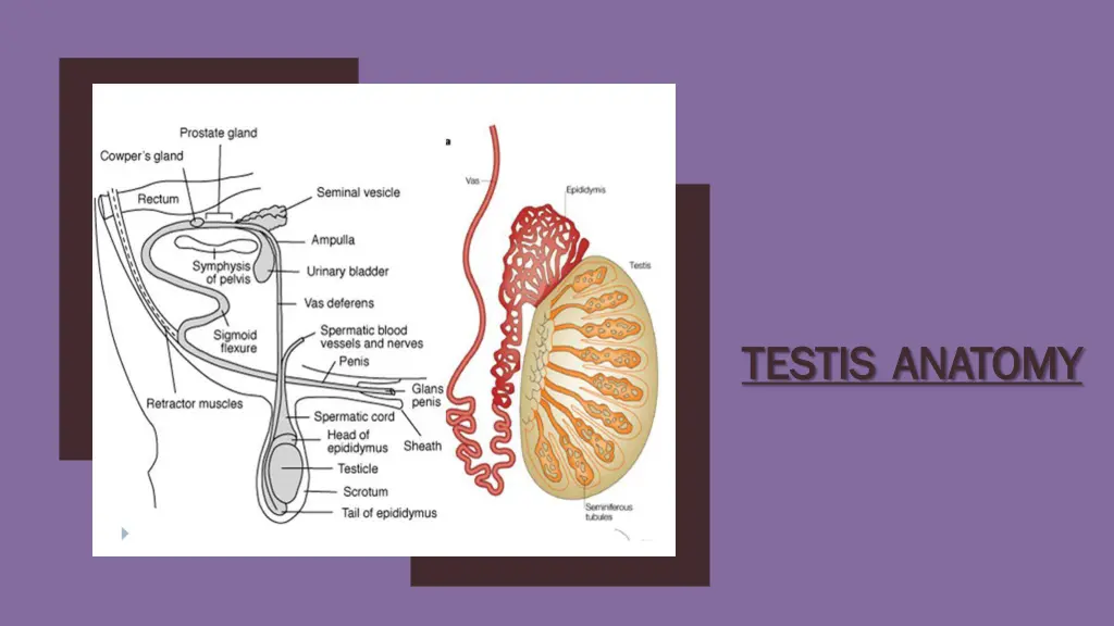 testis testis anatomy anatomy