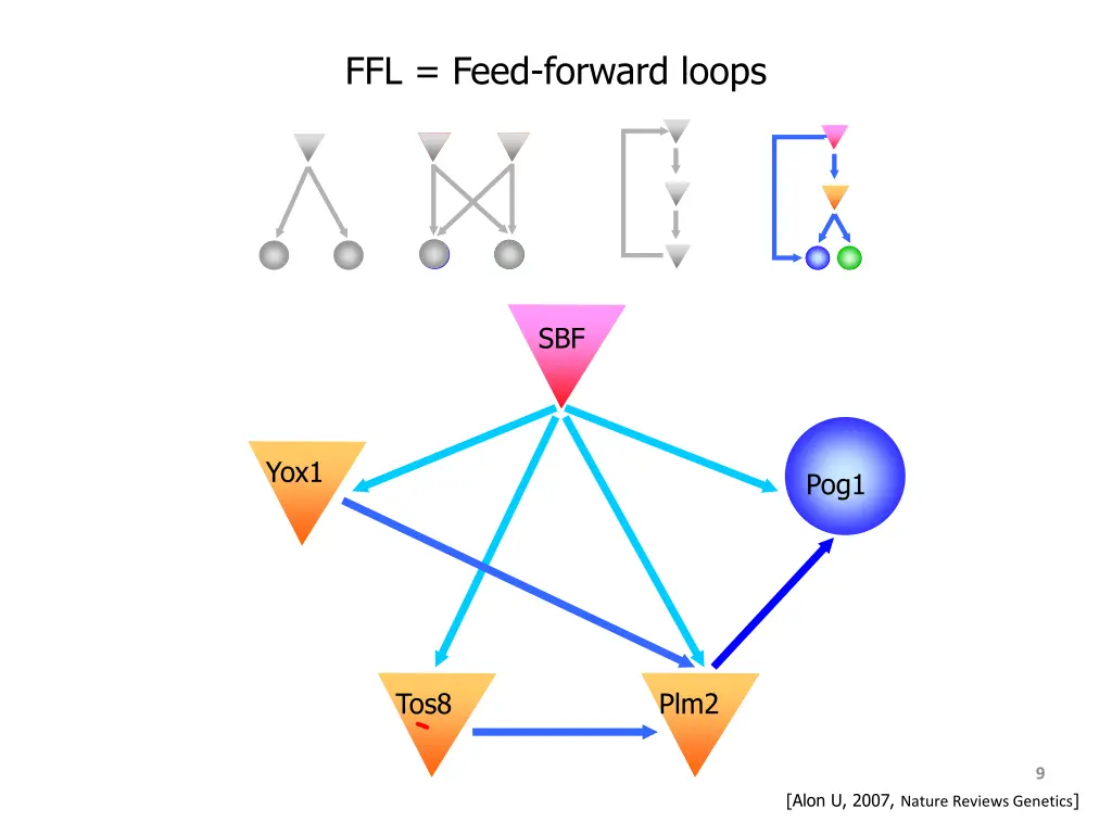 ffl feed forward loops