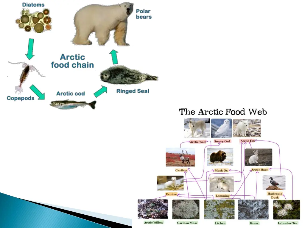 slide7