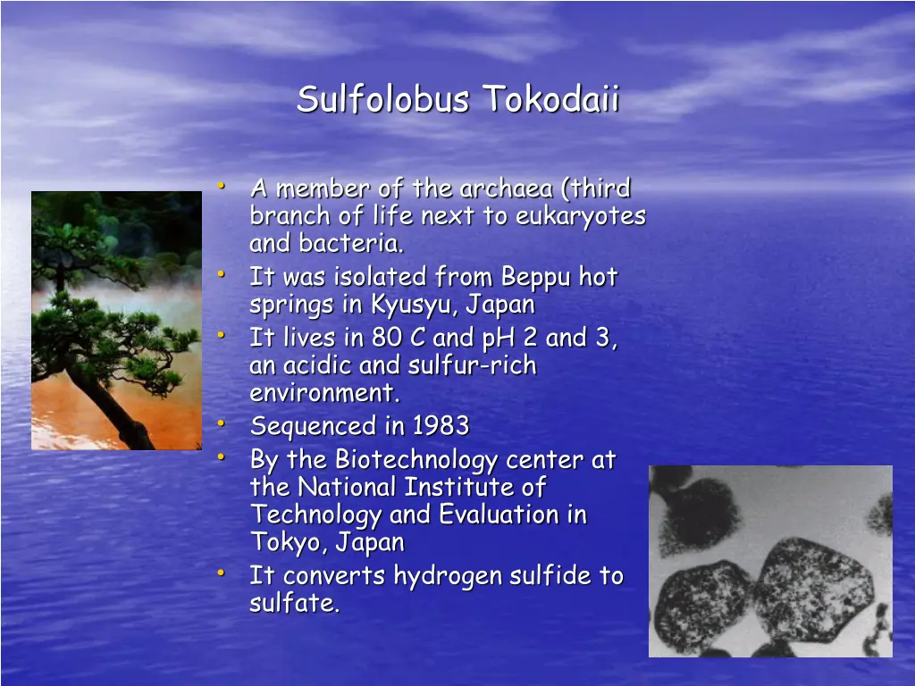 sulfolobus tokodaii 1