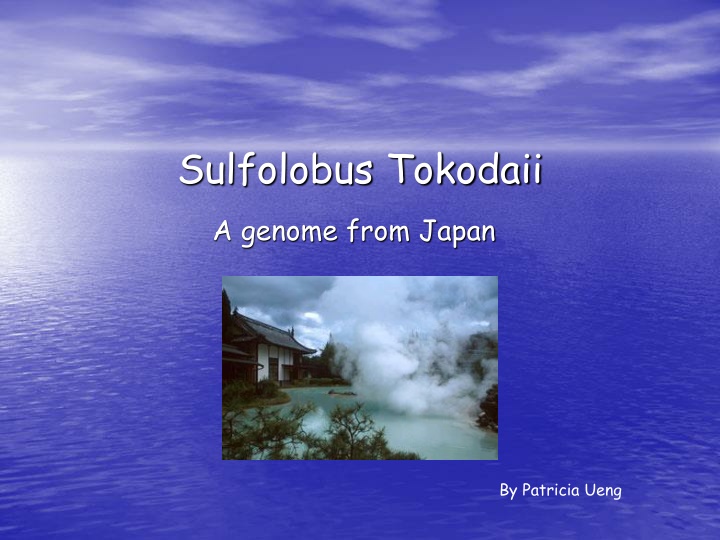 sulfolobus tokodaii