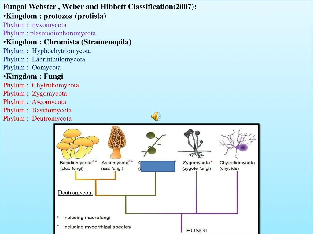 fungal webster weber and hibbett classification