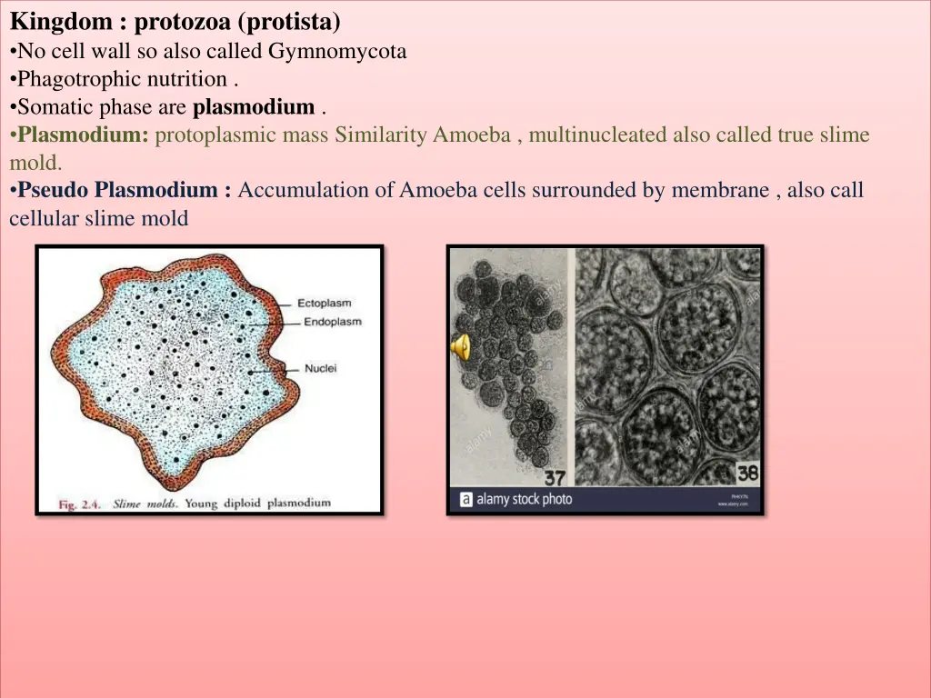 kingdom protozoa protista no cell wall so also