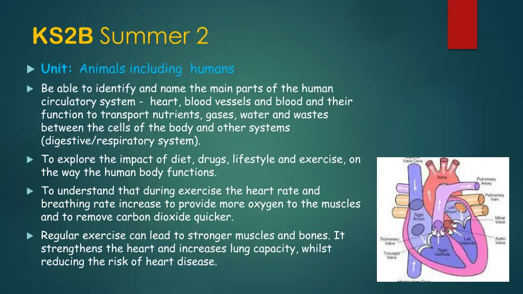 ks2b summer 2