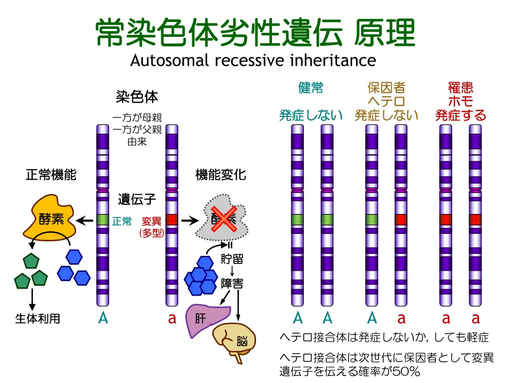 autosomal recessive inheritance