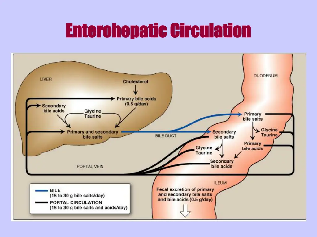 enterohepatic circulation enterohepatic