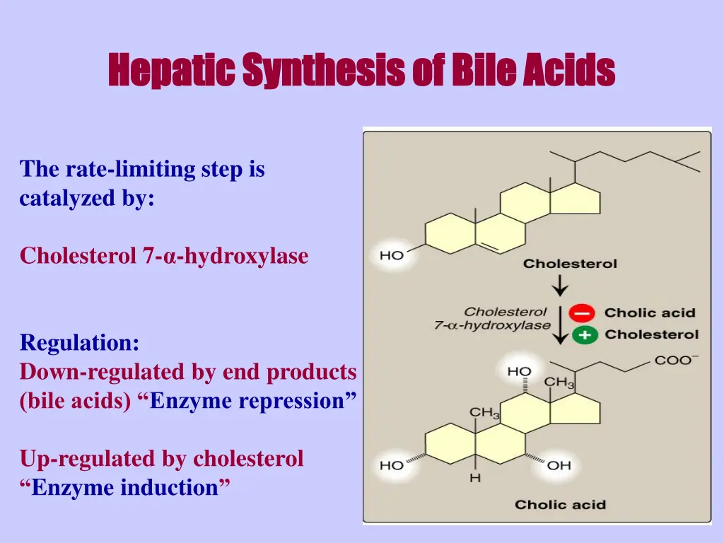 hepatic synthesis of bile acids hepatic synthesis