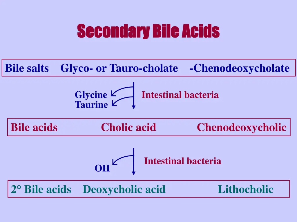 secondary bile acids secondary bile acids