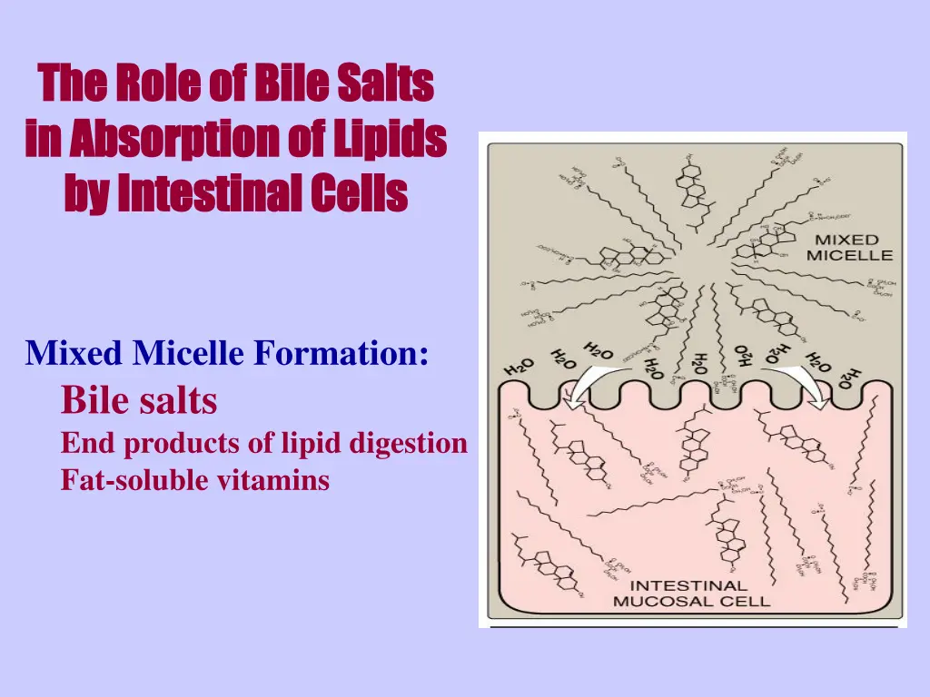 the role of bile salts the role of bile salts