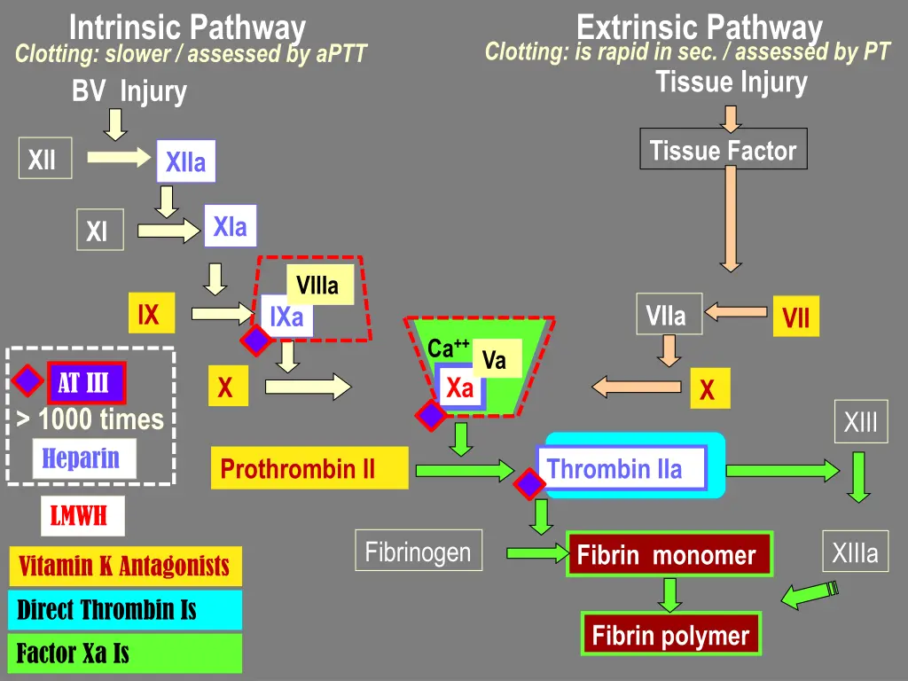 intrinsic pathway clotting slower assessed by aptt