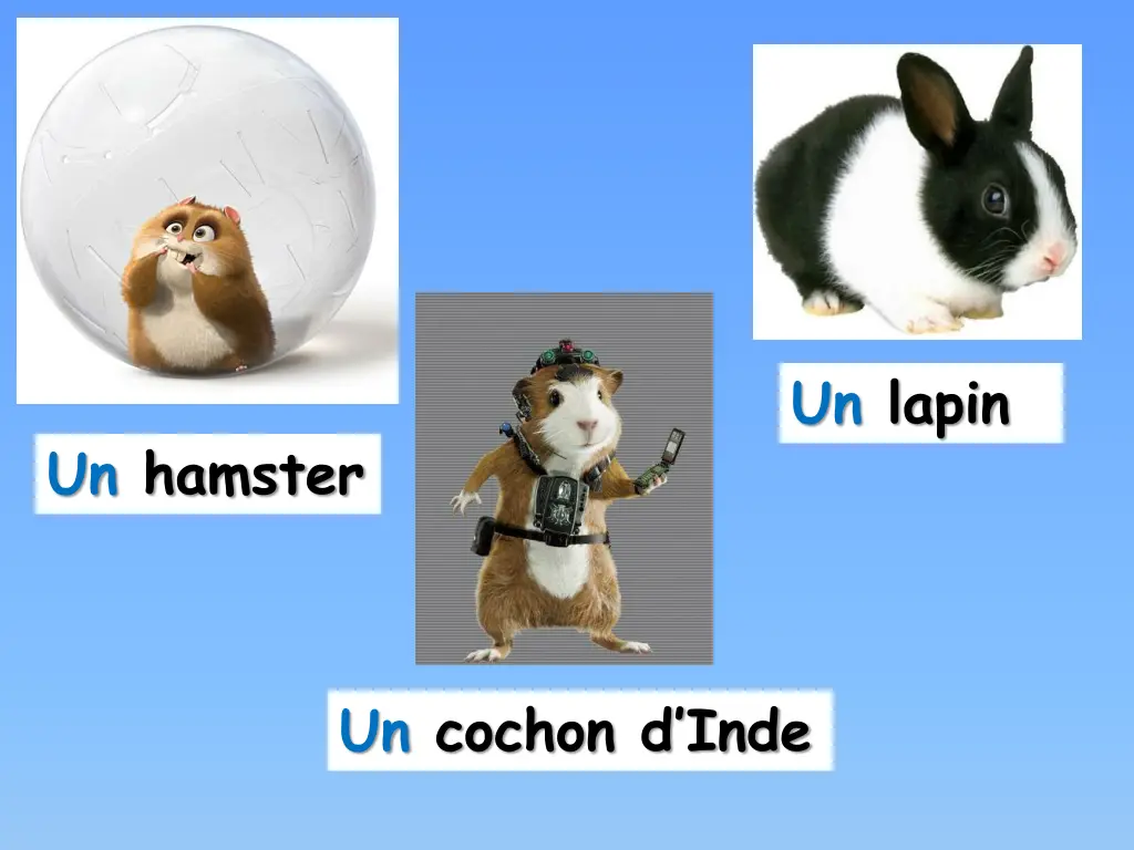 un lapin