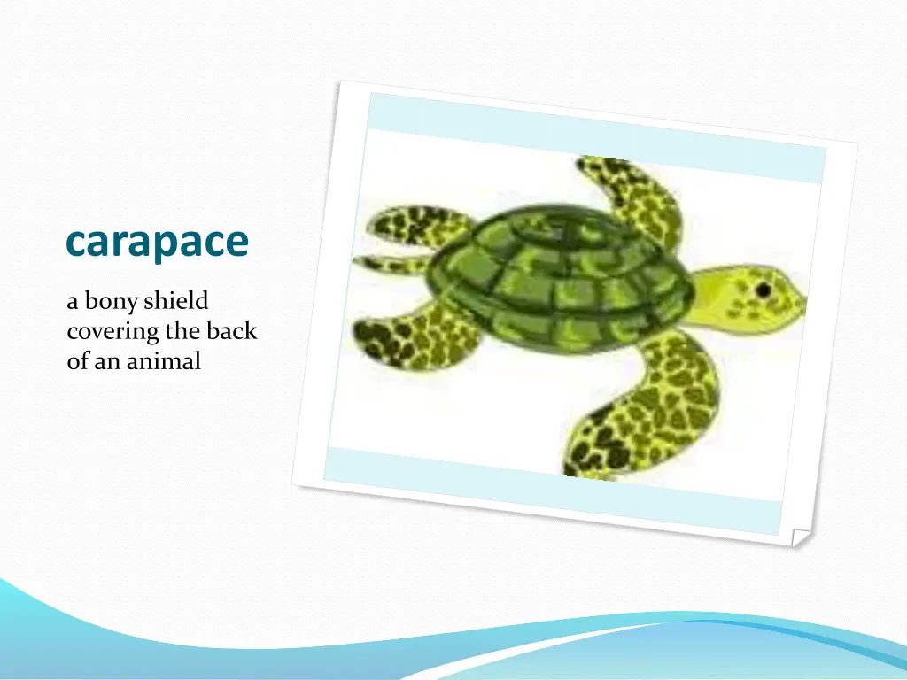 carapace